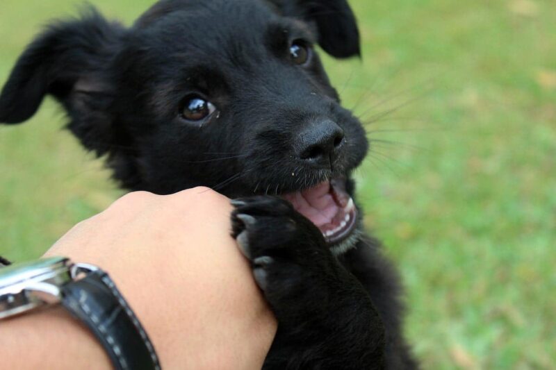 Flostouw voor puppy’s – Beste top 4