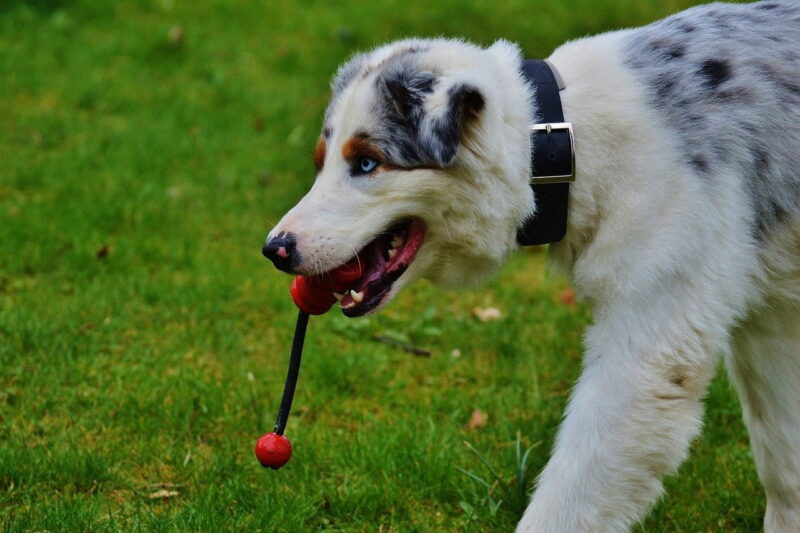 Kauwspeelgoed voor puppy’s – Beste top 3