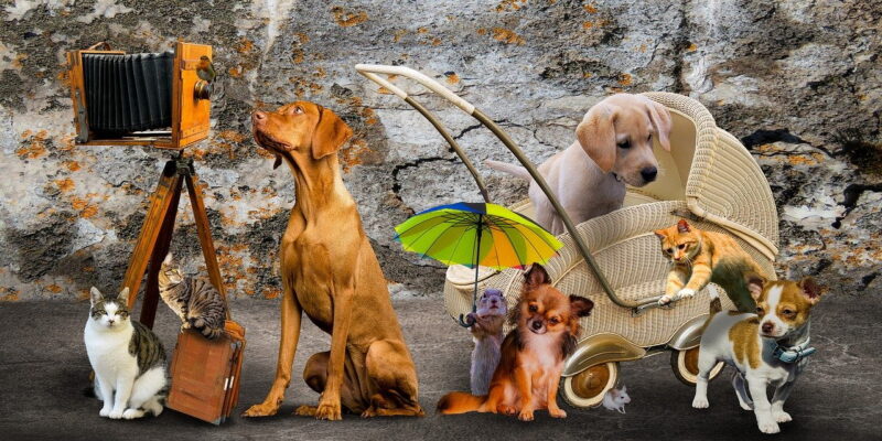 Beste hondenbuggy voor puppy’s – Top 3