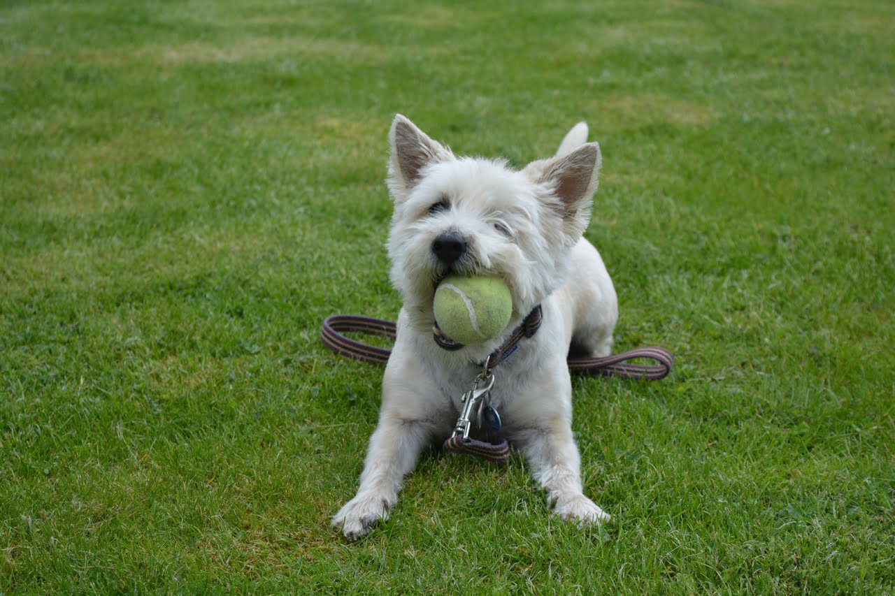 Kauwspeelgoed voor puppy’s – Beste top 3