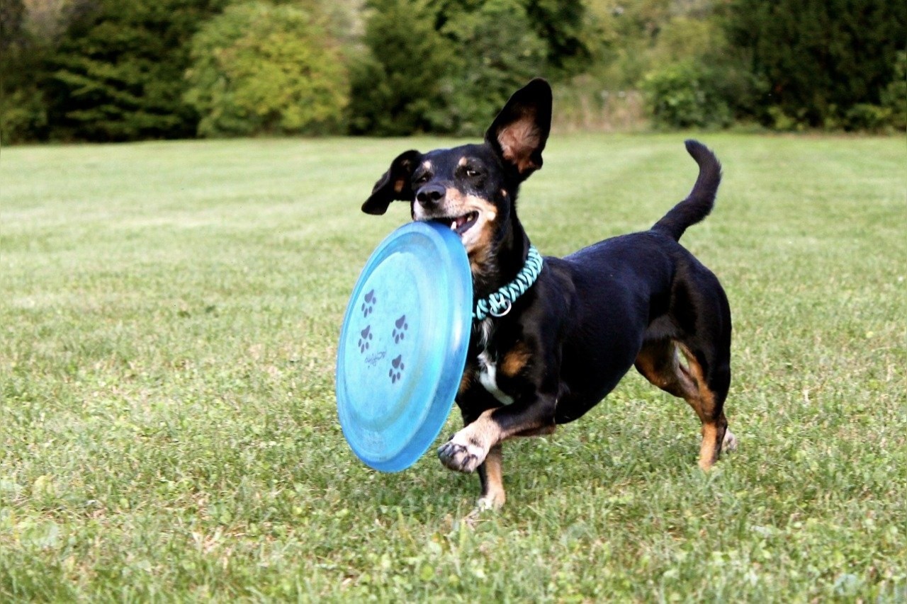 Beste Frisbee voor honden