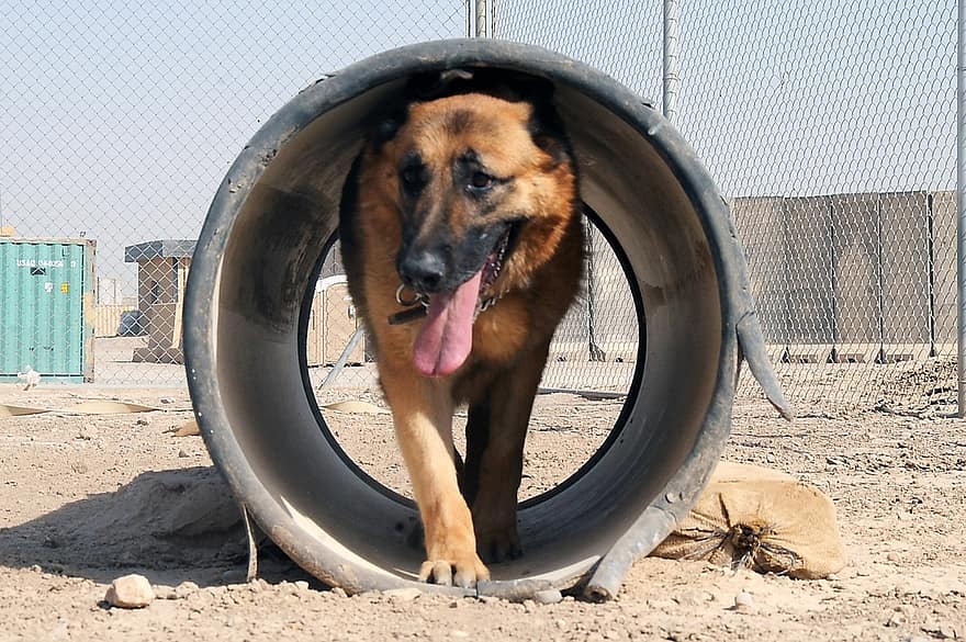 Beste Honden Cursus – Top 3 beste cursussen om je hond te trainen
