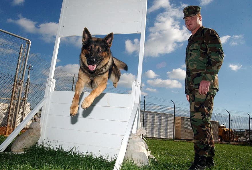 Beste Honden Cursus – Top 3 beste cursussen om je hond te trainen
