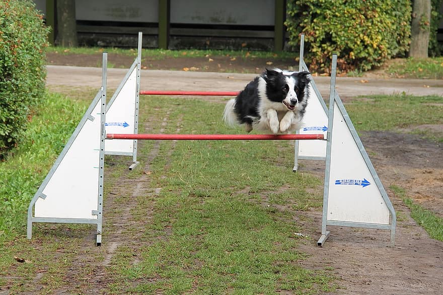 Beste Honden Cursus – Top 3 beste cursussen om je hond te trainen