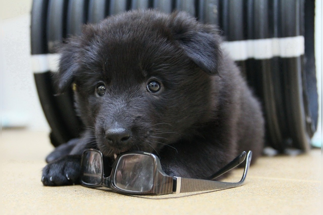 Beste Honden Cursus