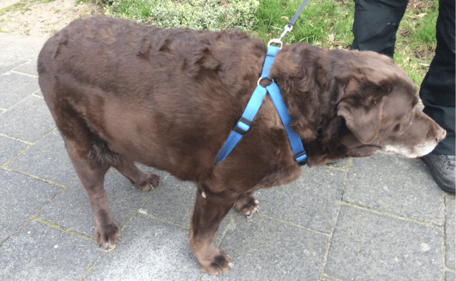 Beste dieetvoeding hond – Een top 3!