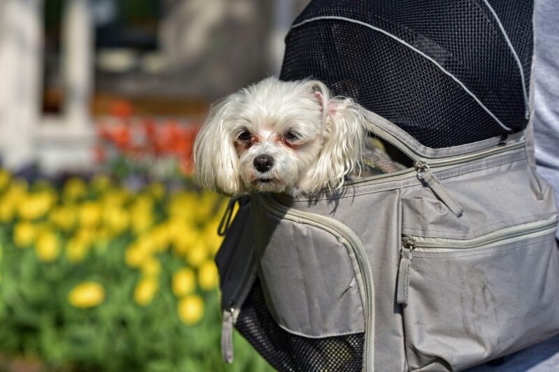 Beste Rugtas voor honden - Top 4 beste rugtassen voor je hond
