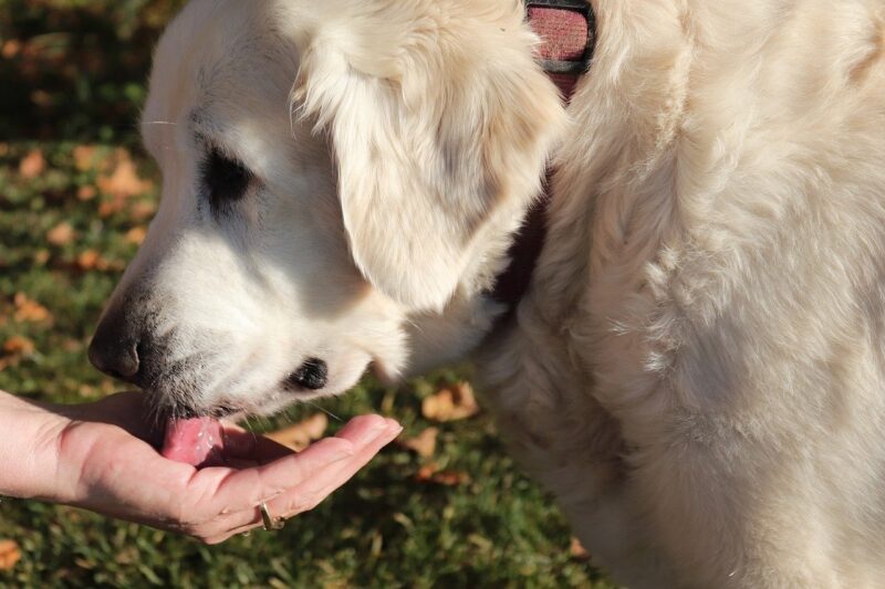 Beste drinkfles voor je hond - Onze top 3