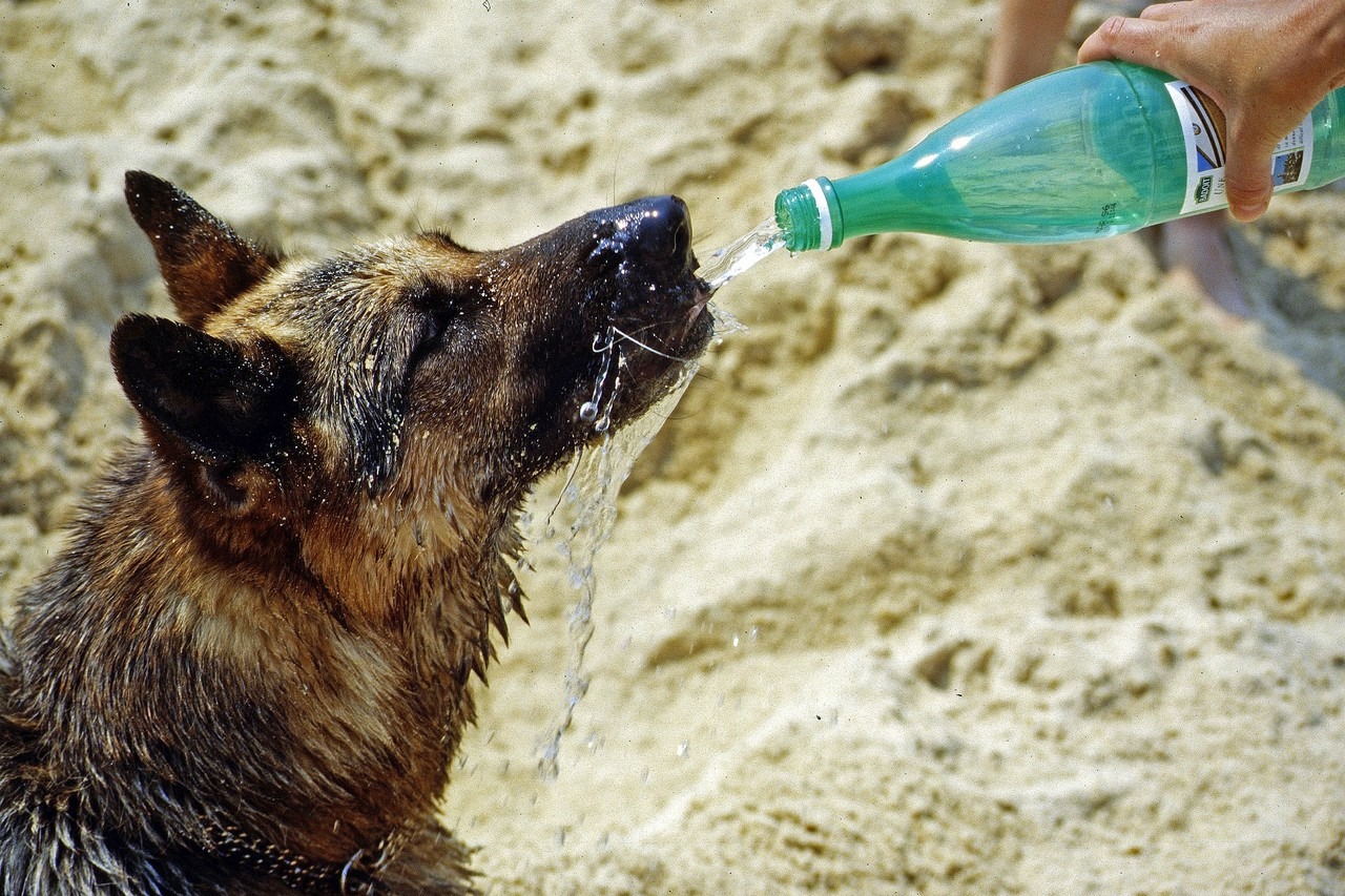 Beste drinkfles voor je hond - Onze top 3