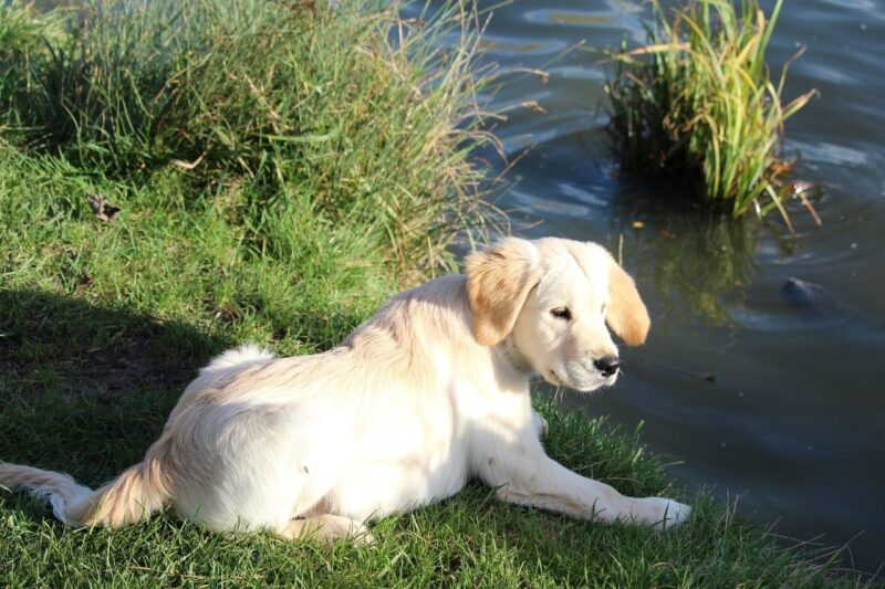 Beste drinkfles voor je hond - Onze top 3
