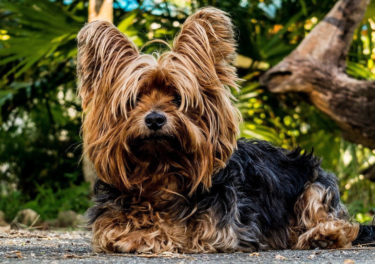 Beste effileerschaar hond - Top 3