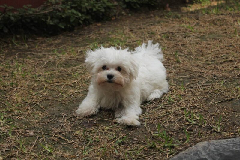 Beste effileerschaar hond - Top 3