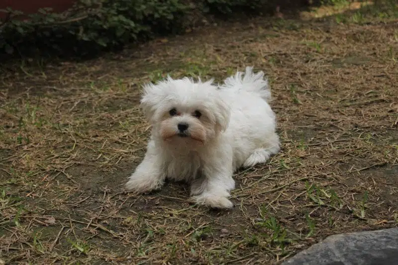 Beste effileerschaar hond - Top 3