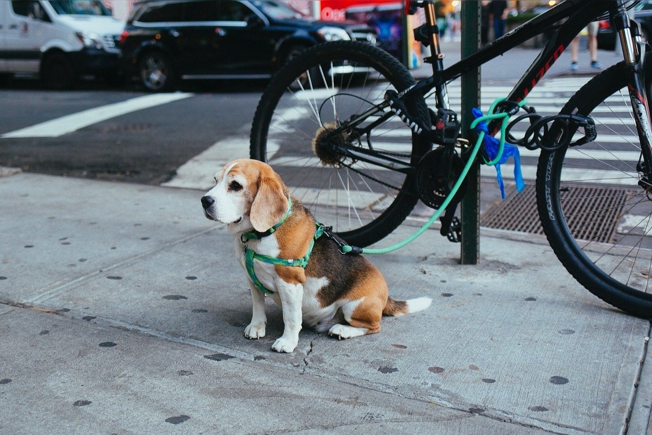 Beste fietsbeugel voor honden