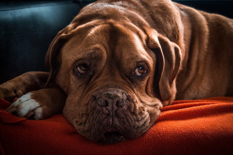Beste hondenmand voor een grote hond - Top 3