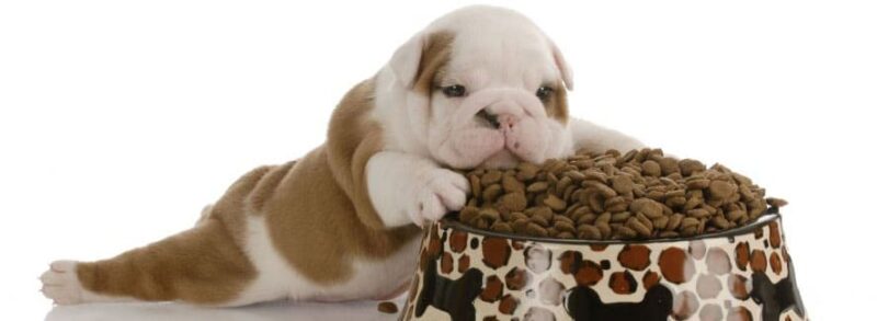 Beste puppy droogvoer - Top 3