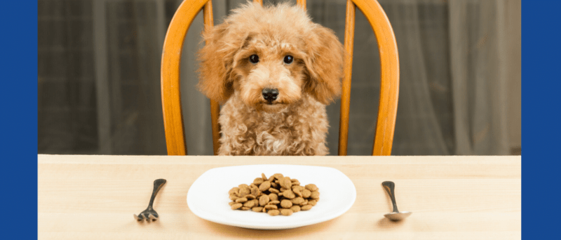 Beste puppy droogvoer - Top 3