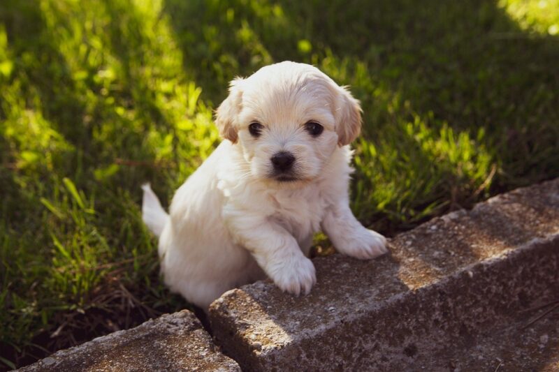 Waar moet je op letten bij een puppy aanschaffen?