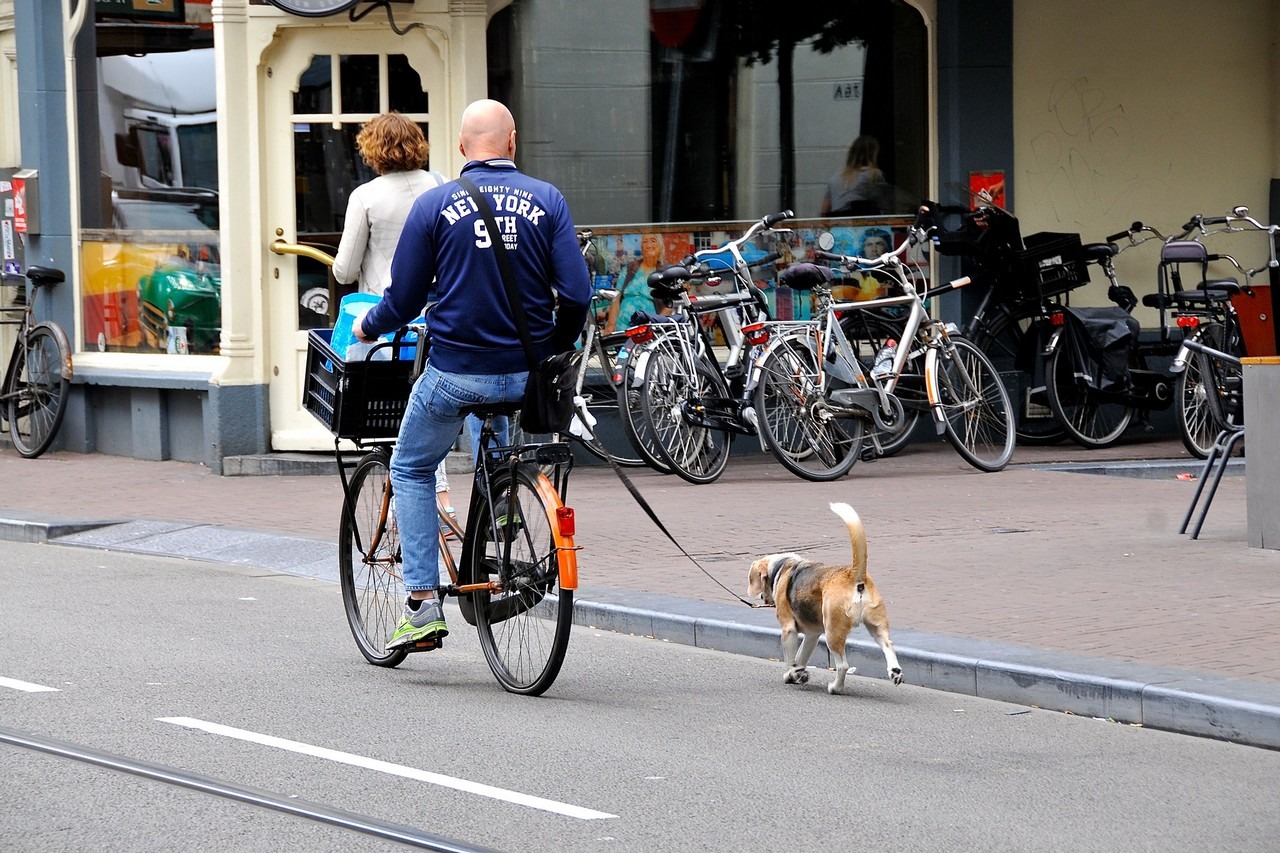 Beste fietsbeugel voor honden - TOP 5!