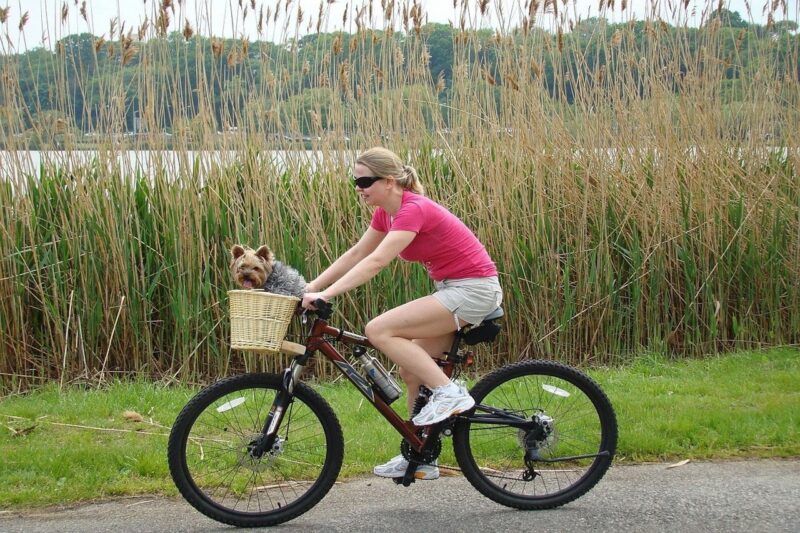 Waar mag je wandelen met je hond? - Top 3 plekken in Nederland!