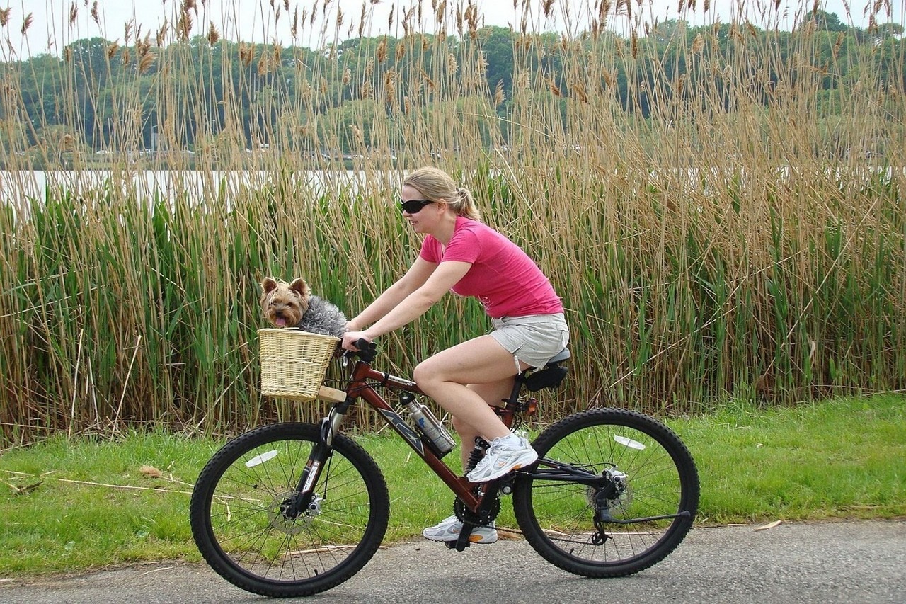 Beste fietsmand voor honden – Top 4