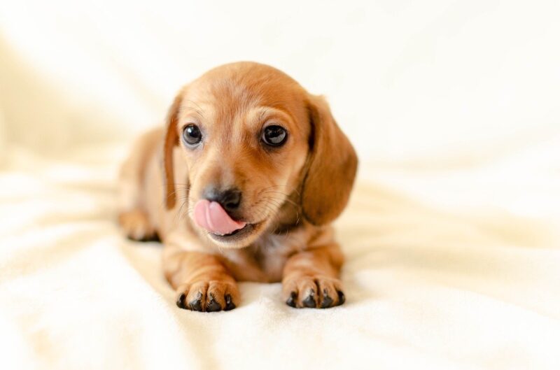 Wat zijn de beste puppy pads en waarom?