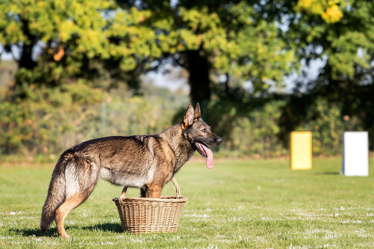 Beste hondenmand voor een grote hond