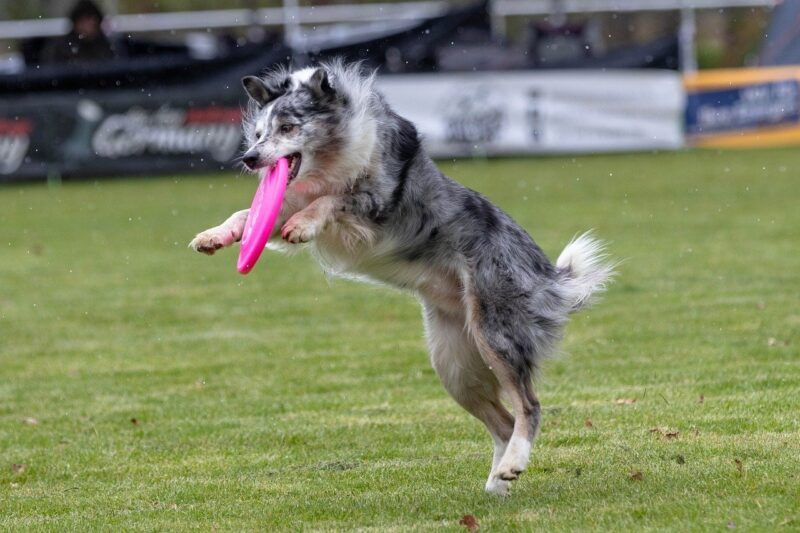 Beste Frisbee voor honden – Onze Top 4!