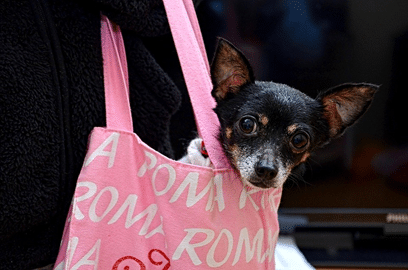 Beste fietsmand voor honden – Top 4