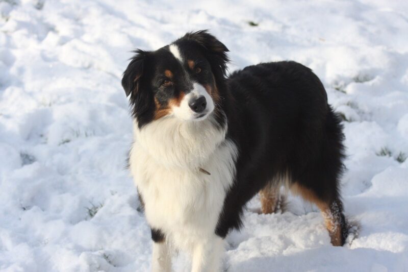 Beste Föhn voor honden Top 4 – Je Hond drogen was nog nooit zo makkelijk