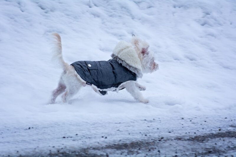 Beste Jas voor honden Top 5 - Zo blijft je hond warm en droog!