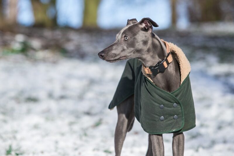 Beste Jas voor honden Top 5 - Zo blijft je hond warm en droog!