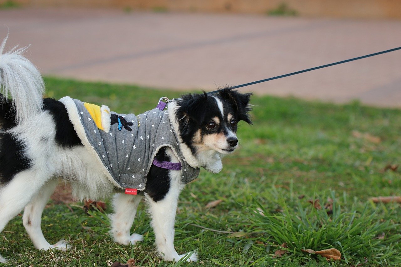 Beste Jas voor honden Top 5 - Zo blijft je hond warm en droog!