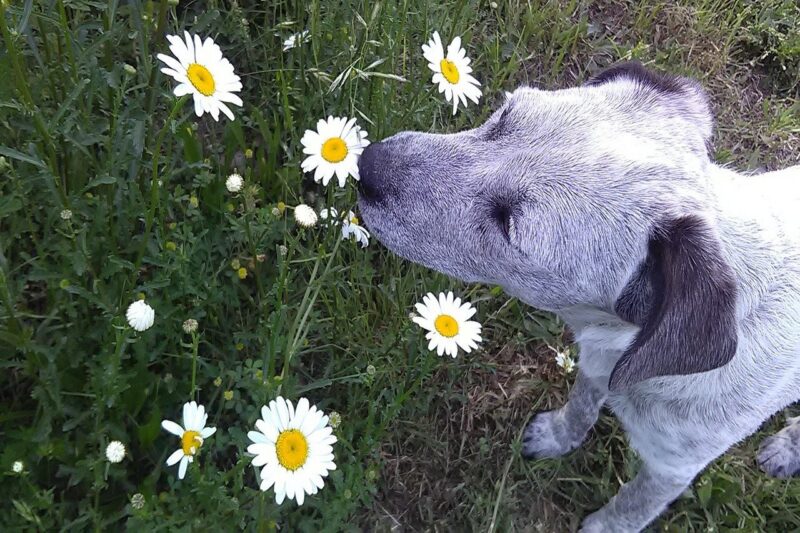 Beste Parfum voor honden - Dit zijn de 4 lekkerste honden parfums!