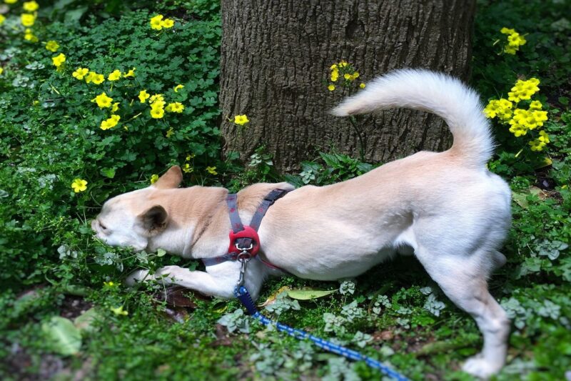 Beste Parfum voor honden - Dit zijn de 4 lekkerste honden parfums!
