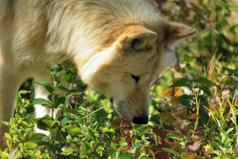 Beste Parfum voor honden - Dit zijn de 4 lekkerste honden parfums!