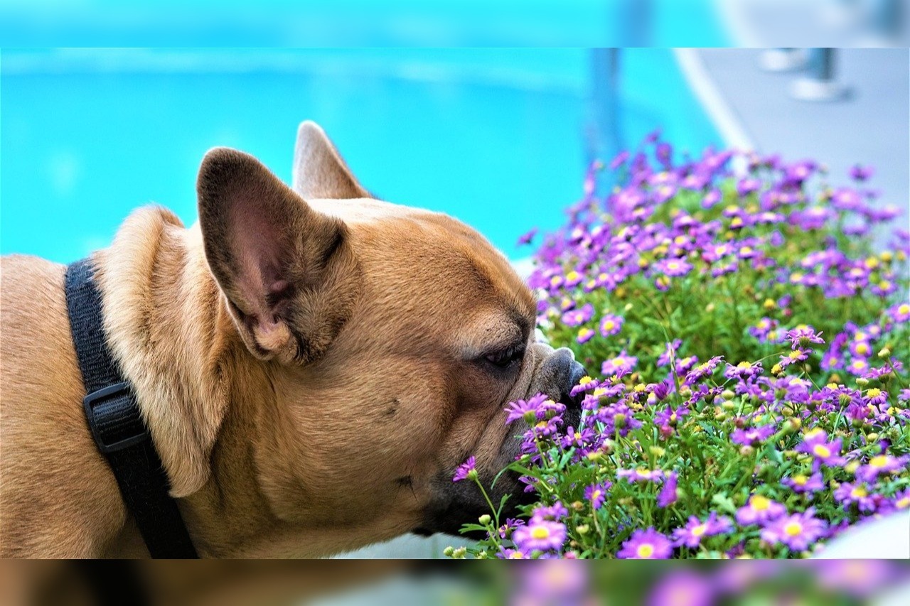 Beste Parfum voor honden