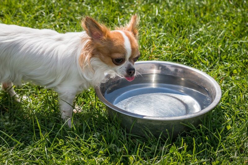 Beste drinkbak voor honden - Onze top 4 Beste keuzes