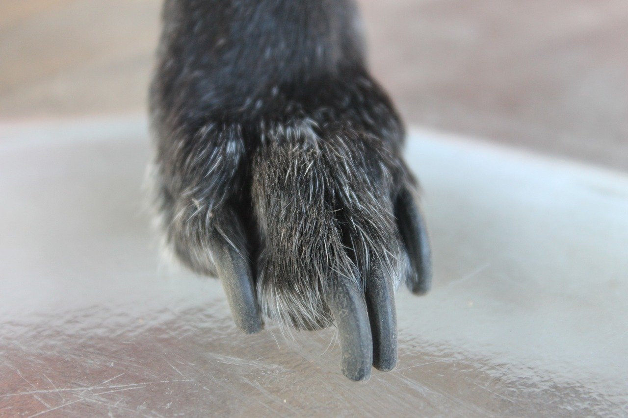 Beste nagelschaar voor honden – Dit zijn de 4 beste nagelscharen