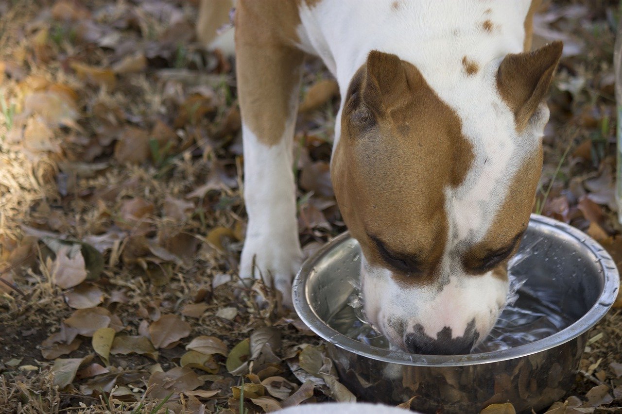 Beste drinkbak voor honden