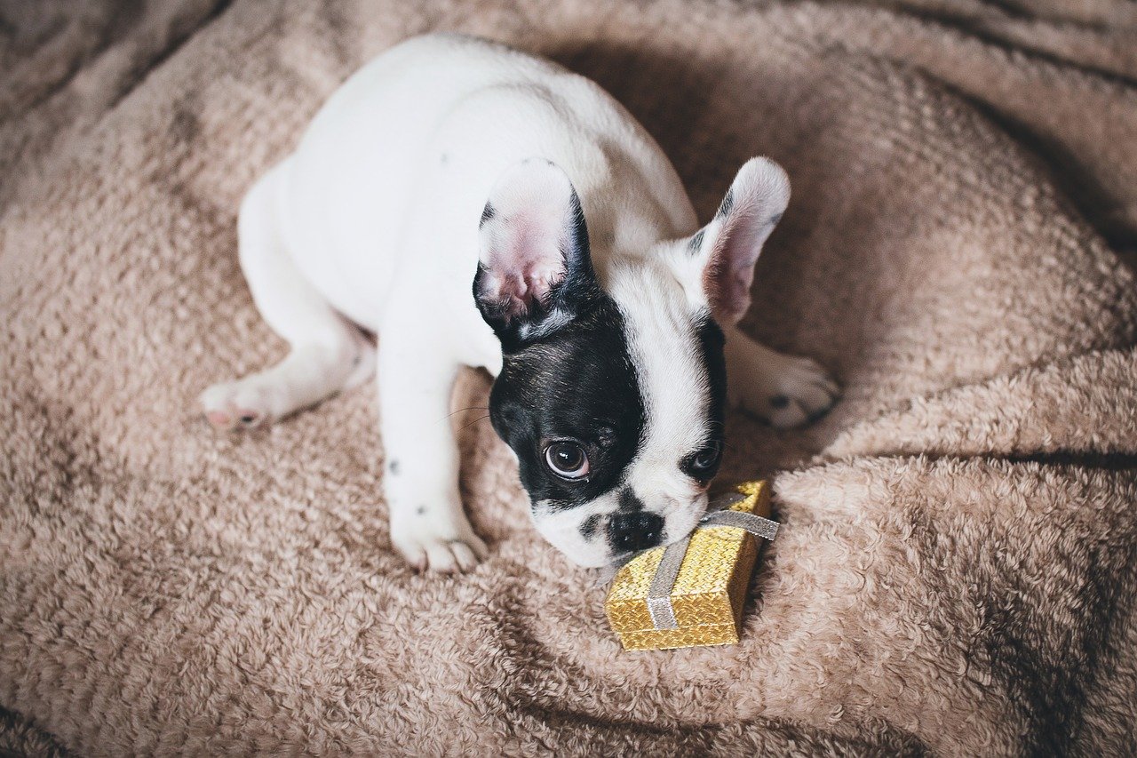 Beste draagtas voor honden