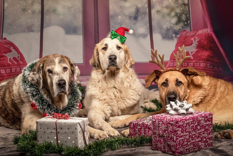 Beste cadeau voor honden - Top 3!