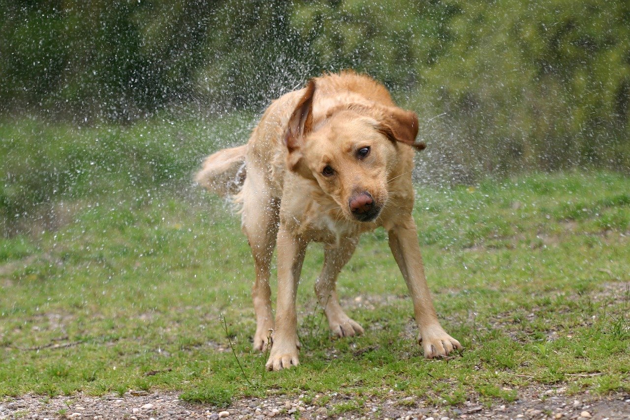 Beste Föhn voor honden Top 4