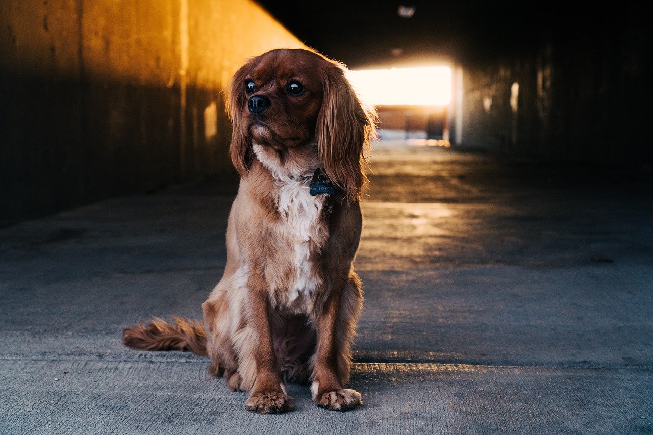 Beste veiligheid in het donker voor honden - Top 4!