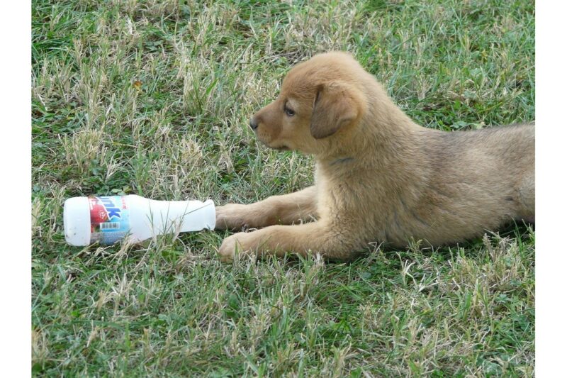 Beste Puppyren voor een pup: Dit zijn de 4 beste rennen voor je pup
