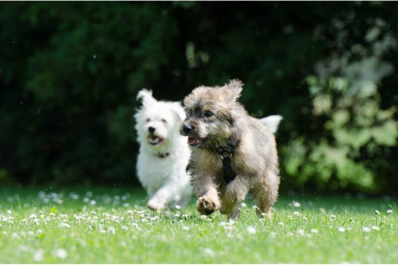 Loopsheid bij honden – Wat te doen?