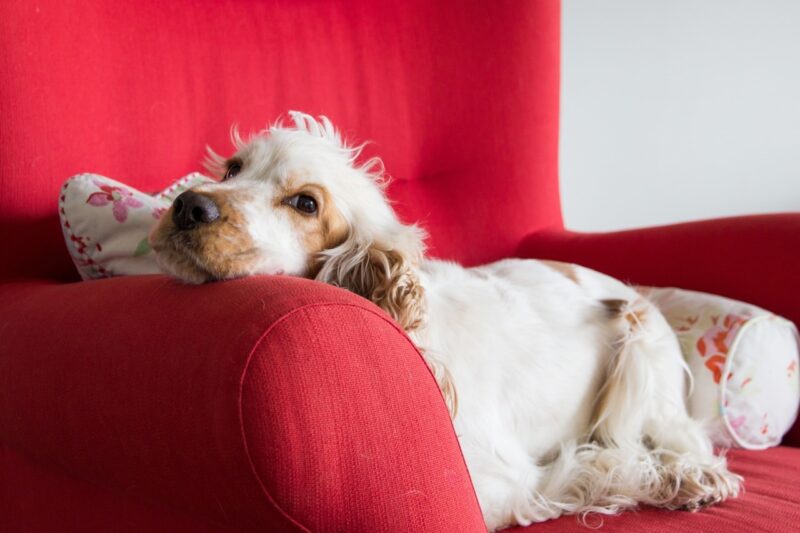 Beste sofa voor honden - Dit zijn de 4 beste sofa's voor honden
