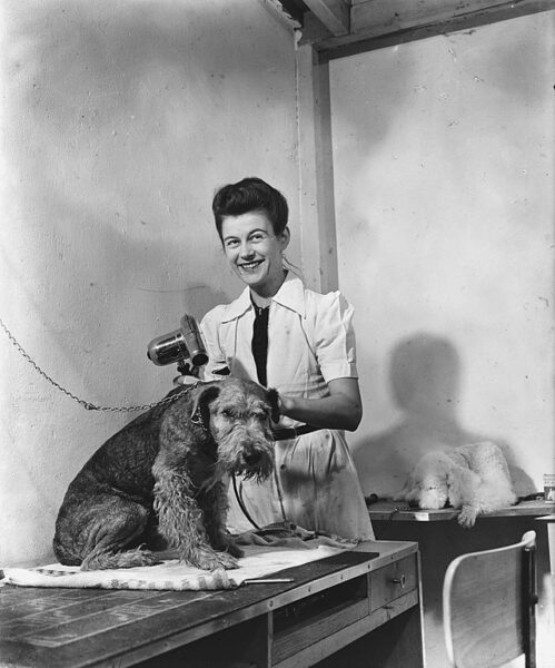 Beste tondeuse voor honden? Dit zijn de beste 4 tondeuses voor honden
