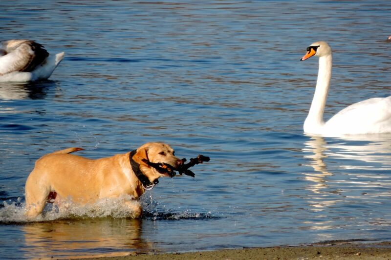 Beste zwemvest voor honden: Dit zijn de 4 beste zwemvesten voor honden!