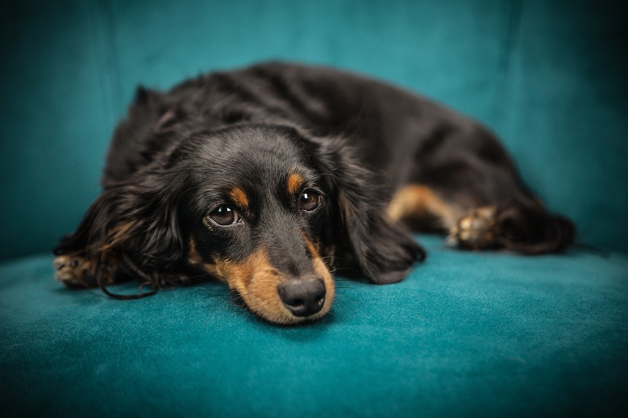 Beste sofa voor honden – Dit zijn de 4 beste sofa’s voor honden